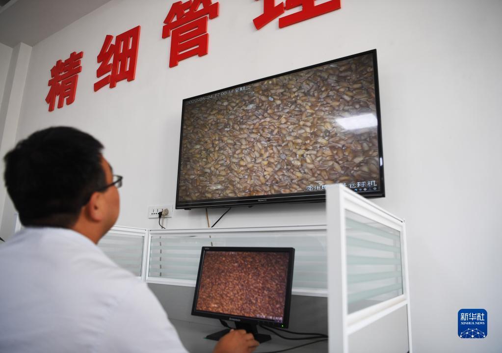 新华全媒+|麦收之际看粮仓 科技赋能腾仓忙